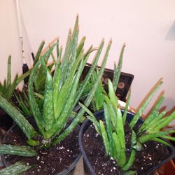 $5 $10 Aloe Vera 💚💚 PORT NORFOLK PORTSMOUTH PICKUP