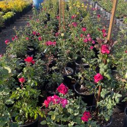 Roses
