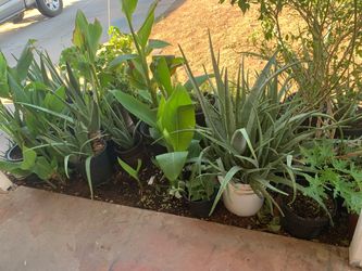 Aloe Vera Cana Lilies Basil Plants