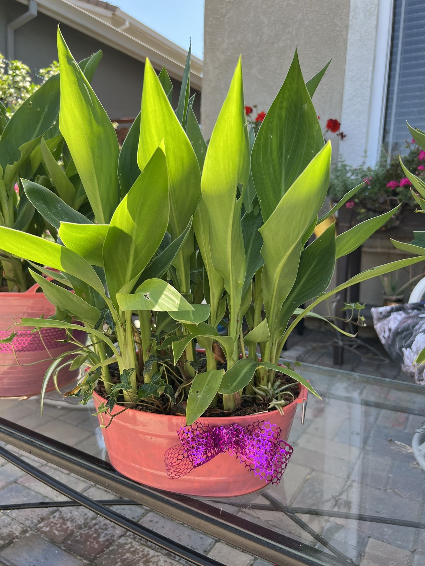 Large Canna Lily Plant Mothers Day