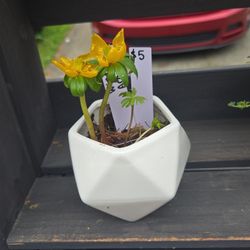 Small Ceramic Pit With Winter Aconite Plant