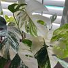 VeVePlants