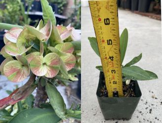 Planta De Corona De Cristo Bandera Mexicana Flor Jumbo, No Tiene Flor Ahí Esta La Medida De La Planta Pick Up Only