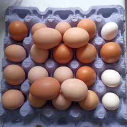 Fresh Organic Large Eggs 