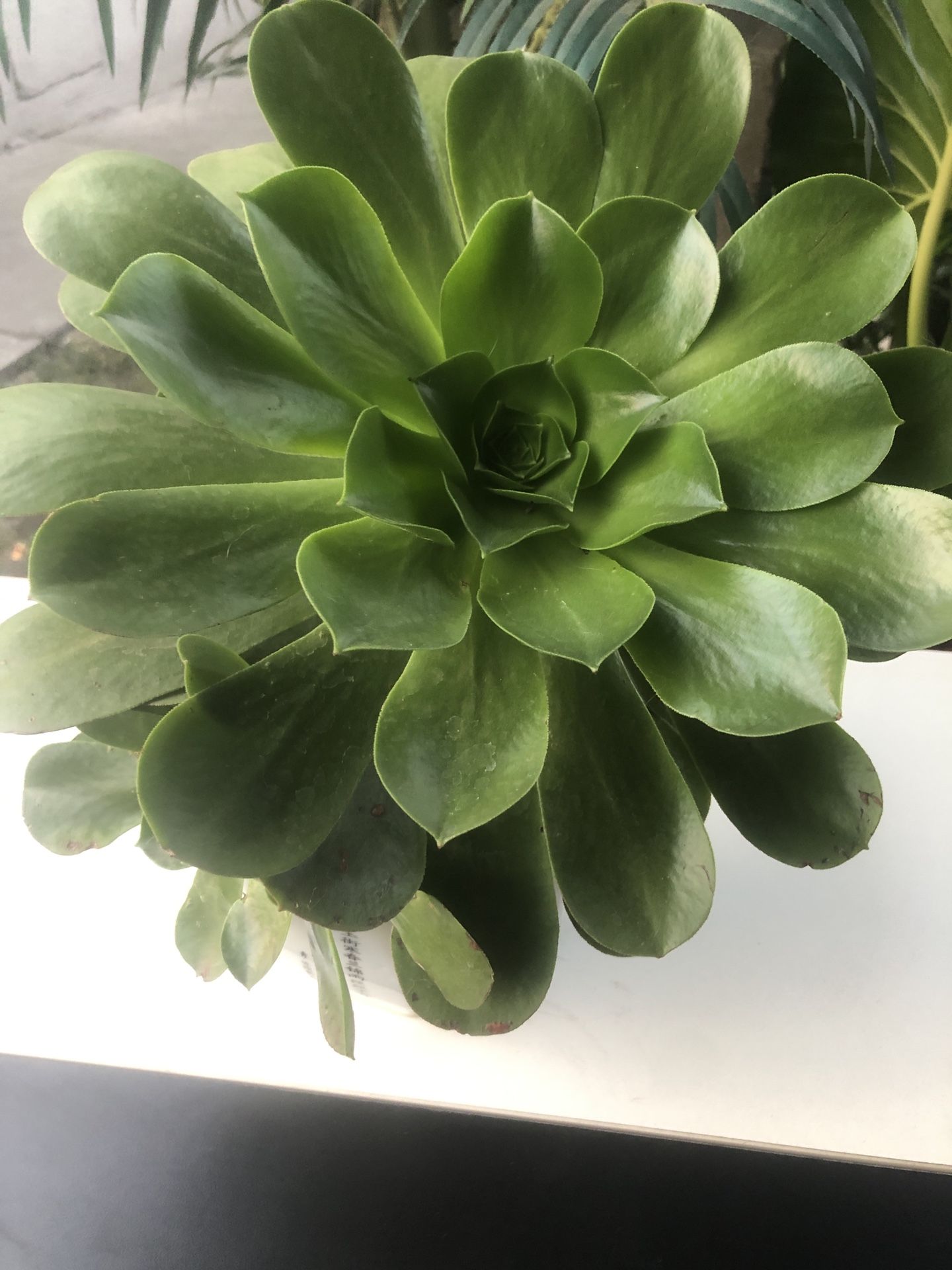 Succulent Plant