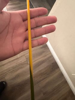 Seeker white tiger 7x rod 9ft