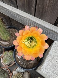 Tall Cactus In 5 Gallons Pot