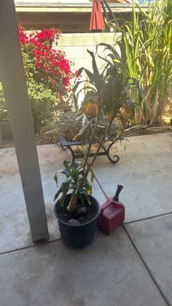 Plant For Sale 