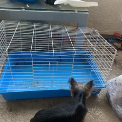 Guinea pig cage