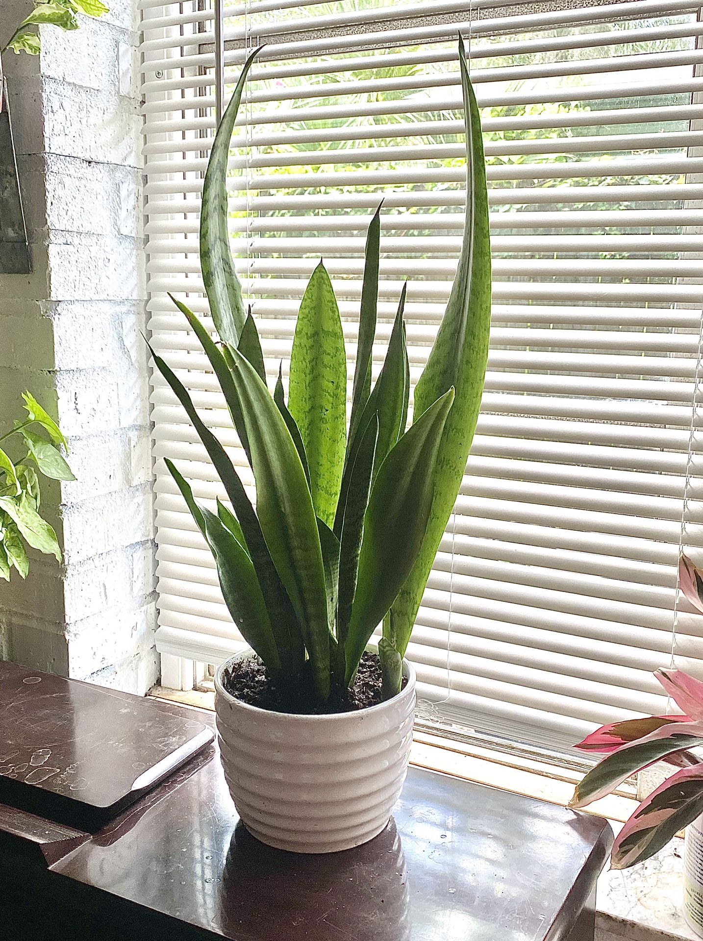 Sansevieria Trifasciata 'Black Coral' Snake Plant In Ceramic Pot