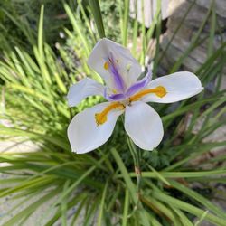 African Iris