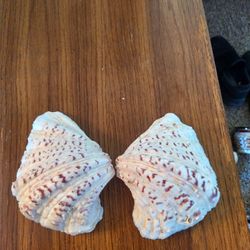 Vintage Bear Paw Clam Shell Whole Clam 2 Pieces 
