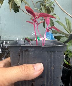 Red amaranth