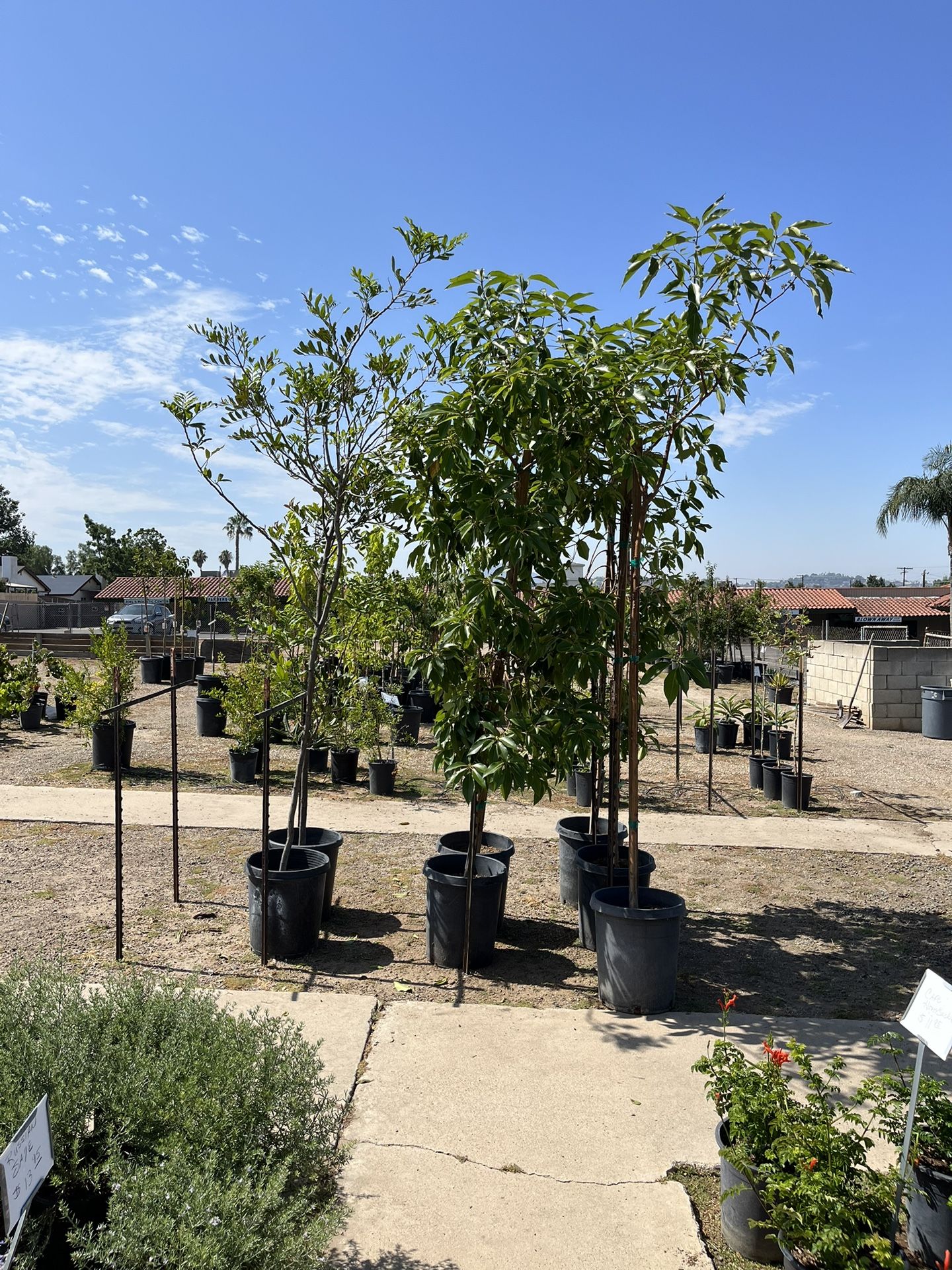 Brisbane box tree and carrot wood trees for Sale in El Cajon, CA OfferUp