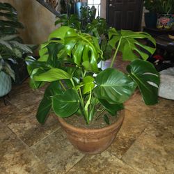 Large Healthy Monstera Plant In 15in Wide Terracotta Pot