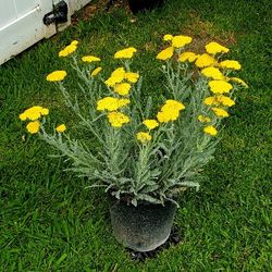 #22 Yellow YARROW 5gal Plant 