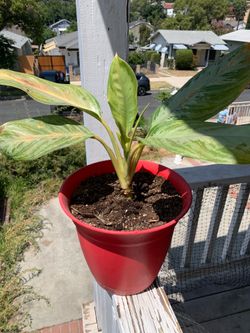 House plant (Aglaonema maybe)