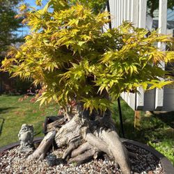 Bonsai for sale!
