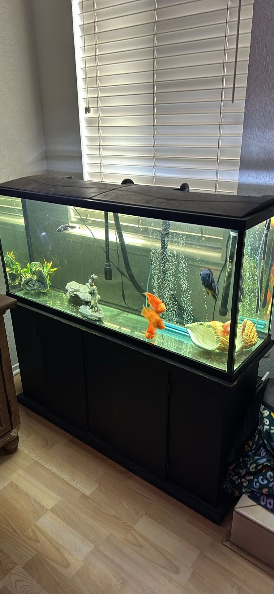 Fish Tank