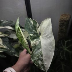 Albo Syngonium: Verigated Syngonium 