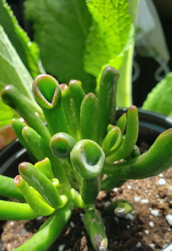 Rare Ogre Ear Succulent Plant/ House Plant/ Indoor Plant Flower Patio Garden 