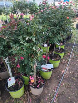 Rosas De Arbol