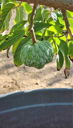 Na ( Mang Cau) dai Vietnam aka Sugar apple