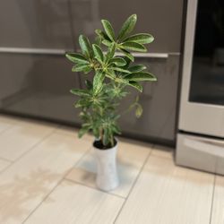Housplant 