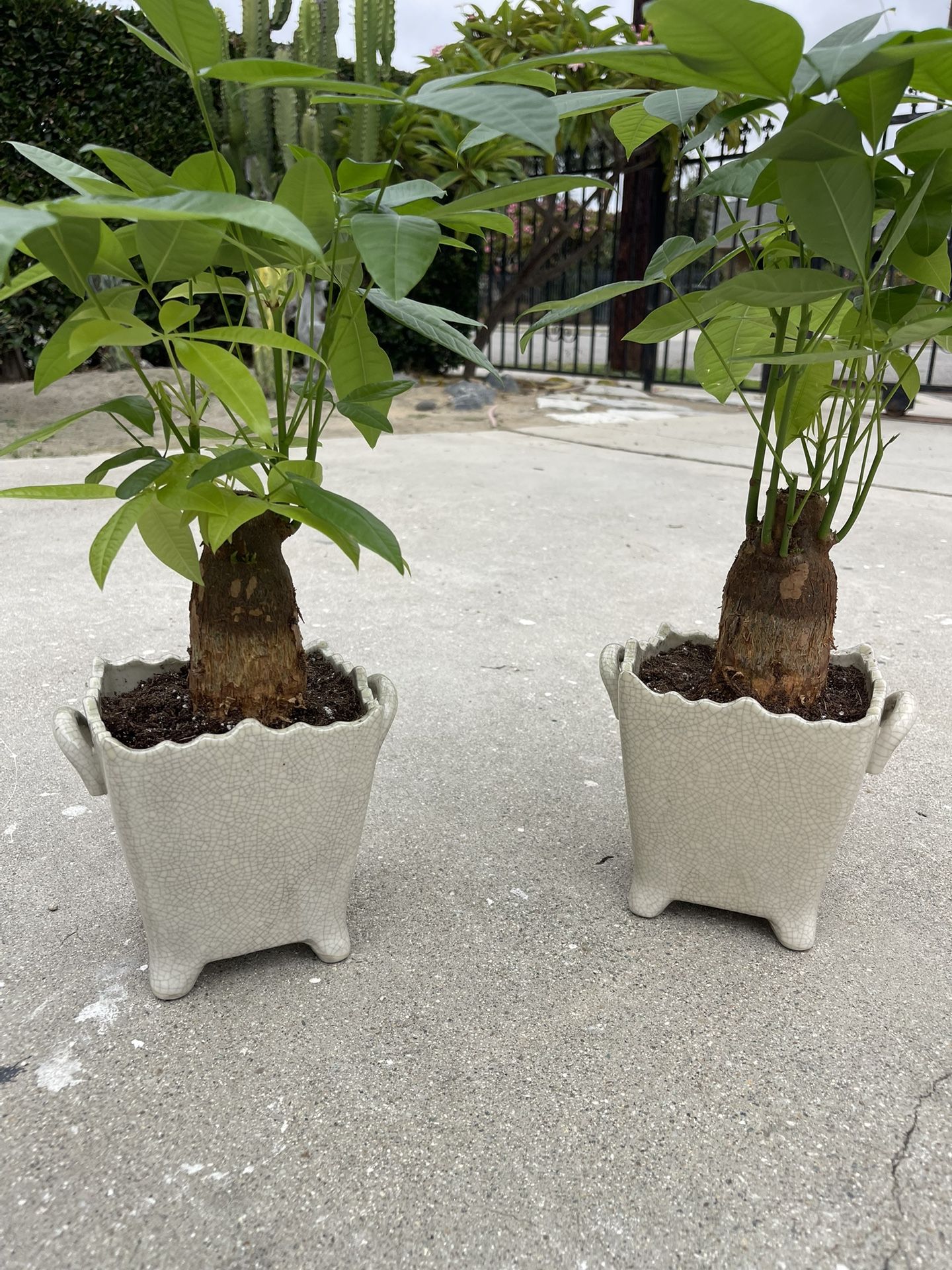 Bonsai Money Tree Plants (20”inch tall $25 each)
