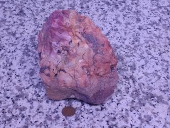 Rainbow petrified wood