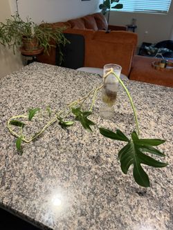 Oak Leaf Philodendron