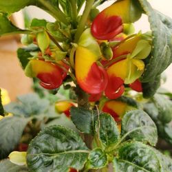 Congo Cockatoo's *Rare