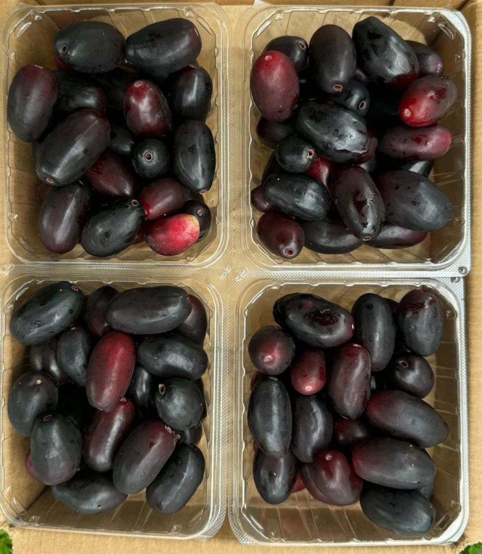 Java Plum Fruits Organic Fresh Pick