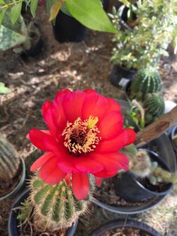 Cactus