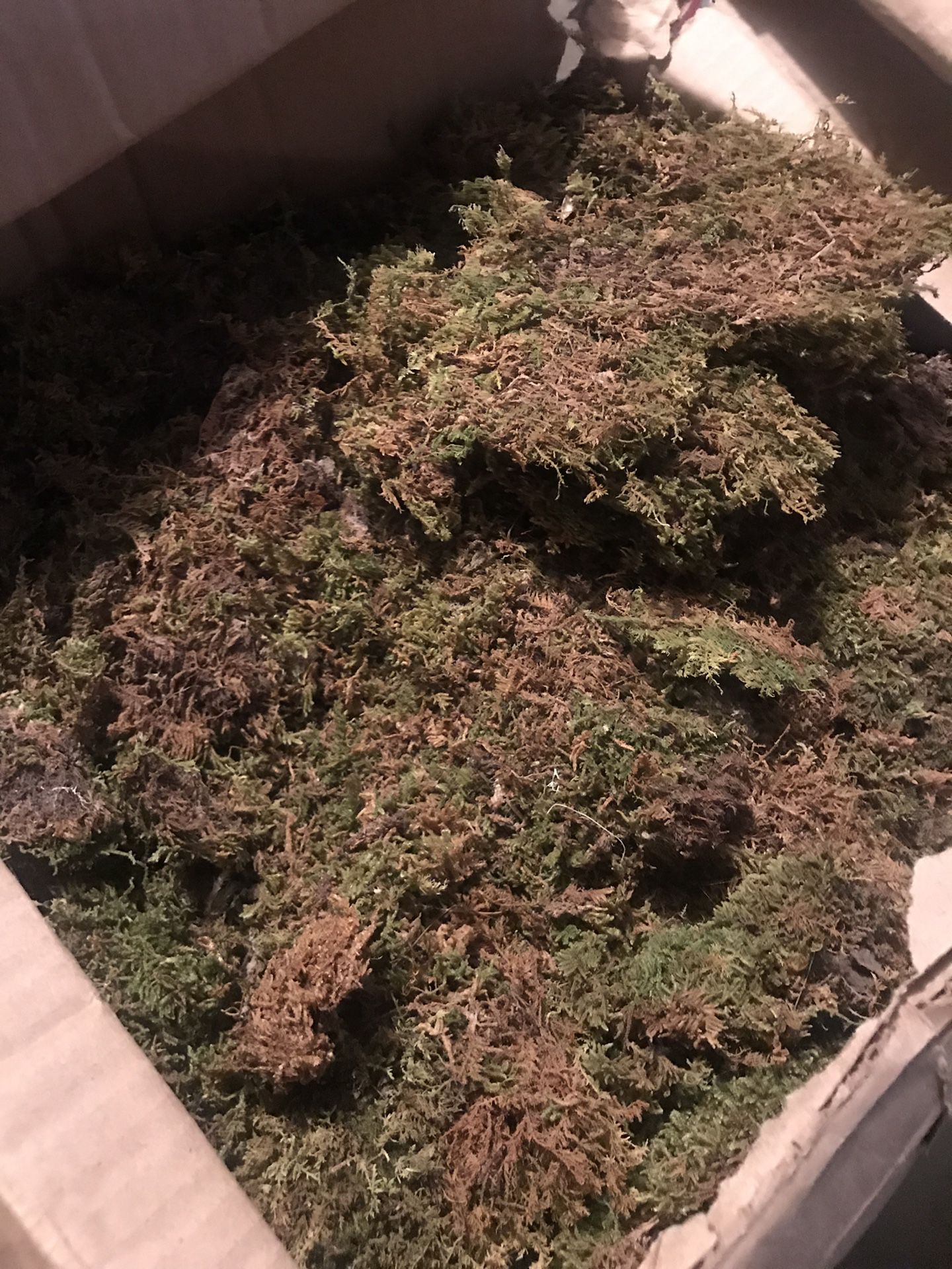 Large box of moss for crafting projects