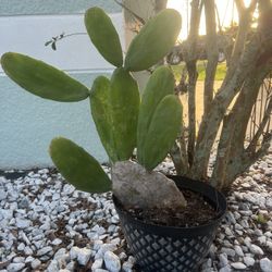 Cactus