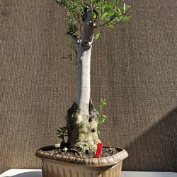 Old Fruiting Olive Bonsai Tree 
