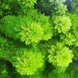 Ambulia Aquatic Plant - Difficulty 2/10