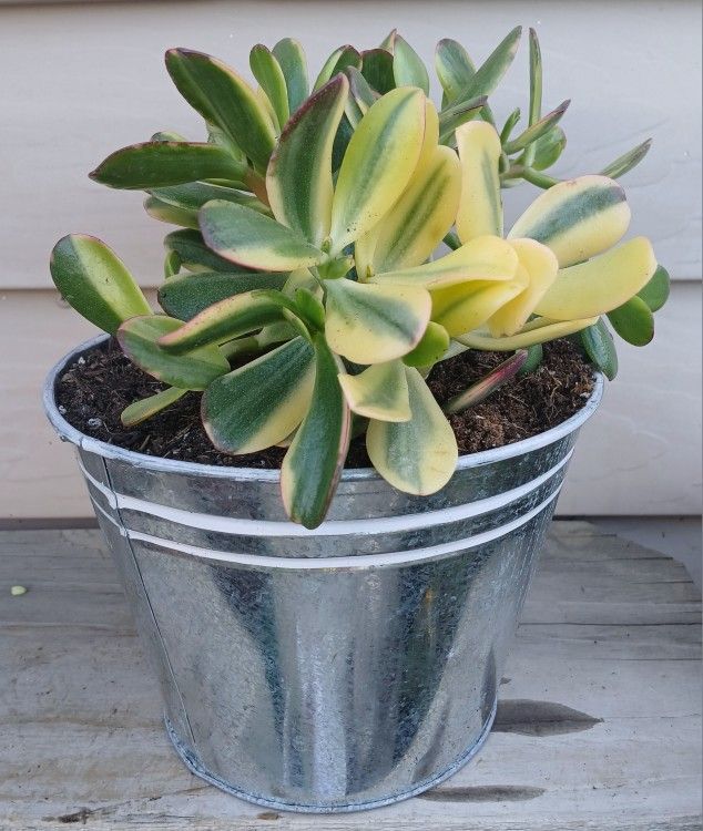Lemon Lime Jade Succulent Plant 🪴