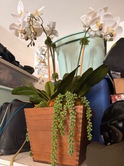 Decorative office dining fank plants
