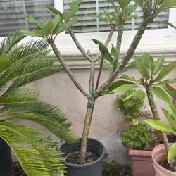 Plumeria Plant