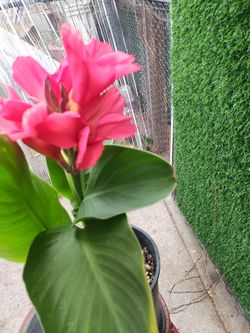 Bonita Planta
