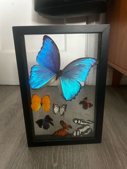 Frame with real butterflies