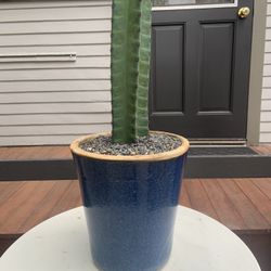 Cactus in Beautiful Ceramic Pot