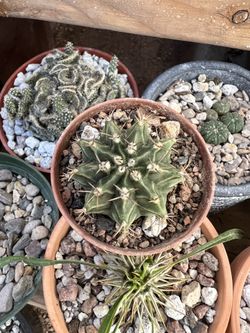 Gymnocalycium Mihanovichii Cactus in 2inch Pot