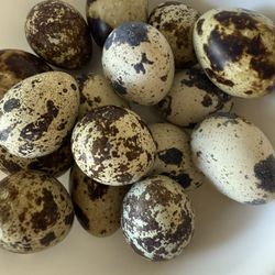 Quail Eggs 1 Dozen 