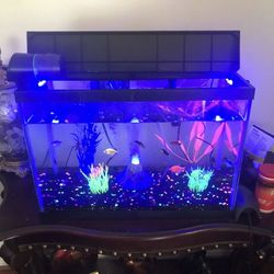 20 gallons fish tank with fish