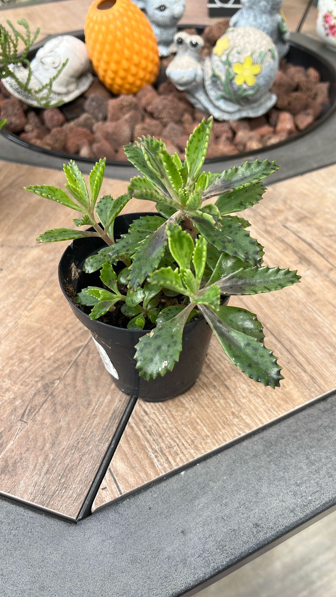 Mother Earth Plant 🪴 