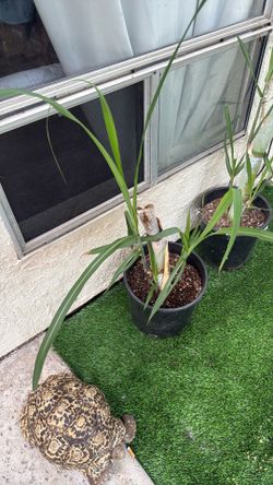 Sugarcane