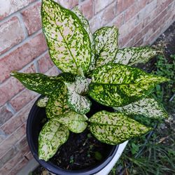 Dieffenbachia Plant 